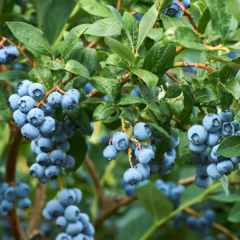 Blueberry plants.